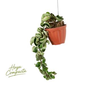 観葉植物 斑入りのホヤ・コンパクタ「お手軽ハンギング」 限定 吊り鉢 吊るす
