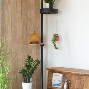 観葉植物 斑入りのホヤ・コンパクタ「お手軽ハン...の詳細画像2