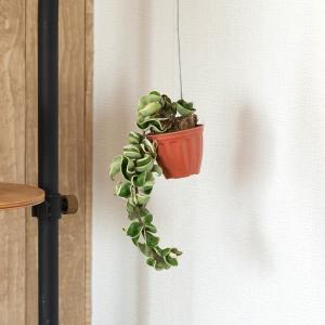 観葉植物 斑入りのホヤ・コンパクタ「お手軽ハン...の詳細画像3