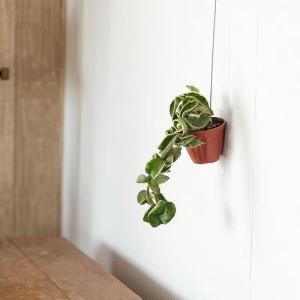 観葉植物 斑入りのホヤ・コンパクタ「お手軽ハン...の詳細画像5