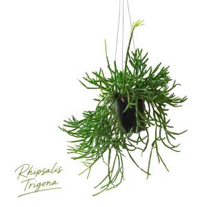吊り鉢 観葉植物 鉢から溢れるボリューム感☆リプサリス・トリゴナ 吊るす 紐サボテン