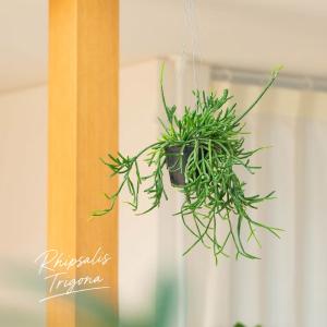 吊り鉢 観葉植物 鉢から溢れるボリューム感☆リ...の詳細画像1