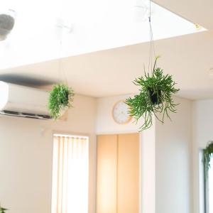 吊り鉢 観葉植物 鉢から溢れるボリューム感☆リ...の詳細画像2