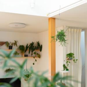吊り鉢 観葉植物 鉢から溢れるボリューム感☆リ...の詳細画像3
