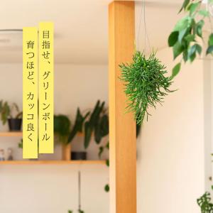 吊り鉢 観葉植物 鉢から溢れるボリューム感☆リ...の詳細画像4