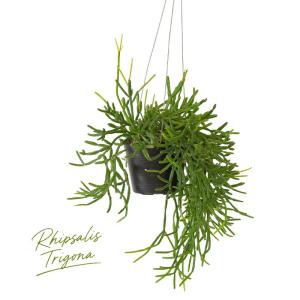吊り鉢 観葉植物 鉢から溢れるボリューム感☆リ...の詳細画像5