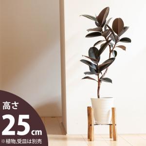 ミラクルフルーツ 苗木 花芽付き 8号鉢 大株 : フラワーハウス・シモン