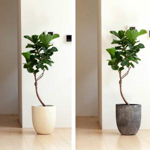 鉢 鉢 植木鉢 おしゃれ 大型 鉢カバー 室内...の詳細画像4