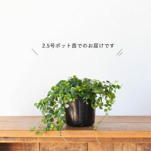 観葉植物 種類 室内 おしゃれ フィカス・プミ...の詳細画像1
