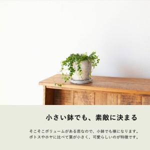 観葉植物 種類 室内 おしゃれ フィカス・プミ...の詳細画像2