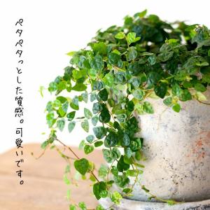 観葉植物 種類 室内 おしゃれ フィカス・プミ...の詳細画像3