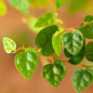 観葉植物 種類 室内 おしゃれ フィカス・プミ...の詳細画像5
