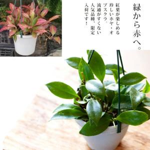 観葉植物 種類 室内 おしゃれ 吊り下げ ハン...の詳細画像5