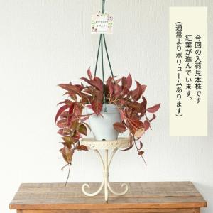 観葉植物 種類 室内 おしゃれ 吊り下げ ハン...の詳細画像1