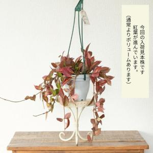 観葉植物 種類 室内 おしゃれ 吊り下げ ハン...の詳細画像2