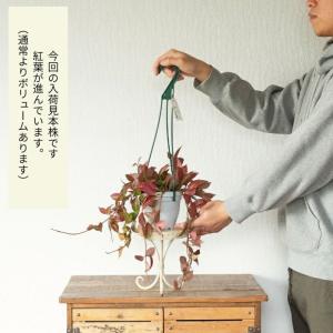 観葉植物 種類 室内 おしゃれ 吊り下げ ハン...の詳細画像4