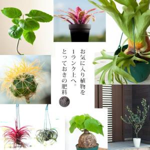 E 花屋さん 新着 Yahoo ショッピング