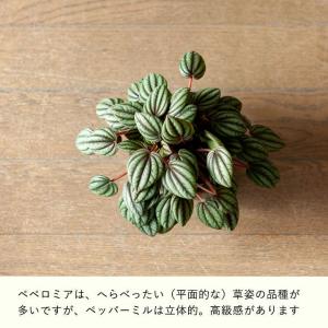 観葉植物 種類 室内 おしゃれ ペペロミア・ペ...の詳細画像1