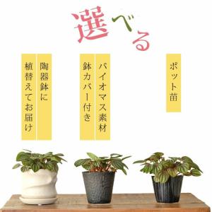 観葉植物 種類 室内 おしゃれ ペペロミア・ペ...の詳細画像3