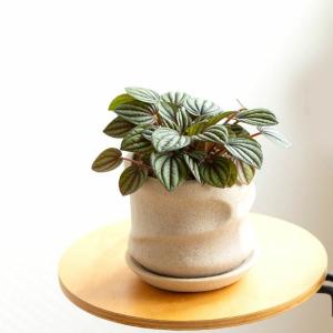 観葉植物 種類 室内 おしゃれ ペペロミア・ペ...の詳細画像4
