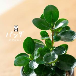 観葉植物 かわいい ミニ ポット 苗 3号 「パンダガジュマル」きゅんきゅんサイズ〜｜e-花屋さん