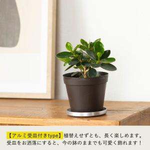 観葉植物 ガジュマル 室内 おしゃれ 「パンダ...の詳細画像3