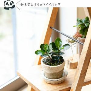観葉植物 ガジュマル 室内 おしゃれ 「パンダ...の詳細画像5