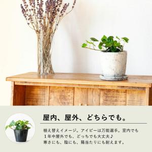 観葉植物 種類 室内 植え替え インテリア ヘ...の詳細画像2