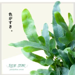 観葉植物 おしゃれ シダ フレボディウム オパ...の詳細画像1