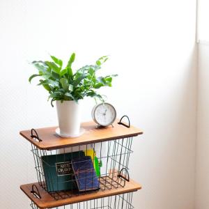 観葉植物 おしゃれ シダ フレボディウム オパ...の詳細画像2