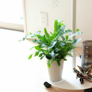 観葉植物 おしゃれ シダ フレボディウム オパ...の詳細画像3