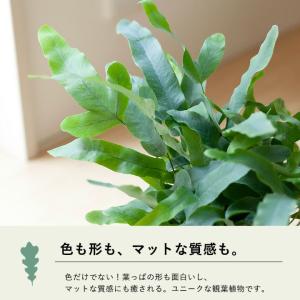 観葉植物 おしゃれ シダ フレボディウム オパ...の詳細画像4