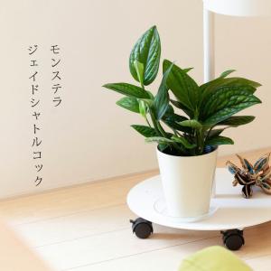 NO.431岩戸獅子 : 万年青・庄おもと園 - 通販 - Yahoo!ショッピング