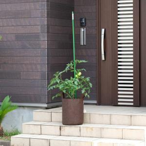 ルーツポーチ 背が高いロングtype(直径29...の詳細画像5