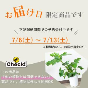果樹 植物 種類 おしゃれ 屋外 黒イチジク「...の詳細画像1