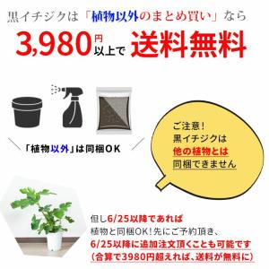 果樹 植物 種類 おしゃれ 屋外 黒イチジク「...の詳細画像2