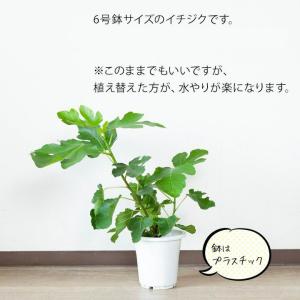 果樹 植物 種類 おしゃれ 屋外 黒イチジク「...の詳細画像3