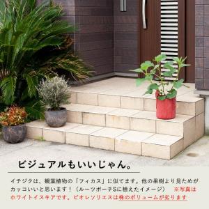 果樹 植物 種類 おしゃれ 屋外 黒イチジク「...の詳細画像4