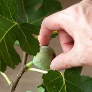 果樹 植物 種類 おしゃれ 屋外 黒イチジク「...の詳細画像5