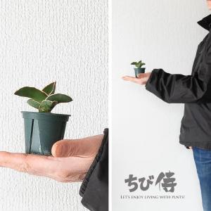 観葉植物 サンスベリア おしゃれ「ちび侍」こと...の詳細画像1