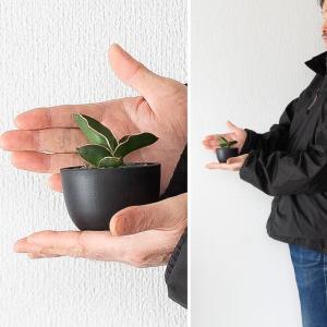 観葉植物 サンスベリア おしゃれ「ちび侍」こと...の詳細画像2