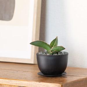 観葉植物 サンスベリア おしゃれ「ちび侍」こと...の詳細画像4