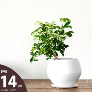 鉢 植木鉢 おしゃれ 室内 マット ホワイト 鉢...の商品画像