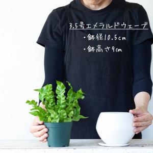 鉢 植木鉢 おしゃれ 室内 マット ホワイト ...の詳細画像3