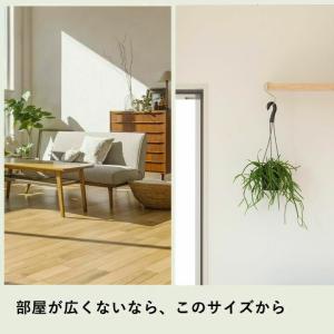 観葉植物 種類 室内 おしゃれ 吊り鉢 リプサ...の詳細画像1