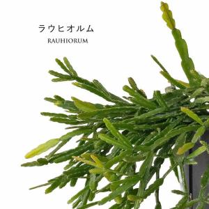 観葉植物 種類 室内 おしゃれ 吊り鉢 リプサ...の詳細画像3