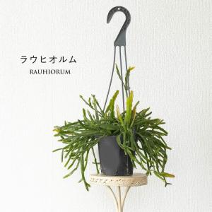 観葉植物 種類 室内 おしゃれ 吊り鉢 リプサ...の詳細画像4