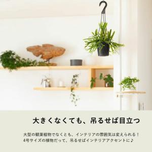 観葉植物 種類 室内 おしゃれ 吊り鉢 リプサ...の詳細画像5