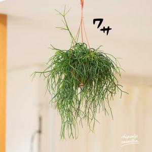 観葉植物 リプサリス 室内 おしゃれ もさもさ♪ワサワサ★リプサリス・カスッサ