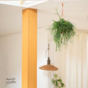 観葉植物 リプサリス 室内 おしゃれ もさもさ...の詳細画像1